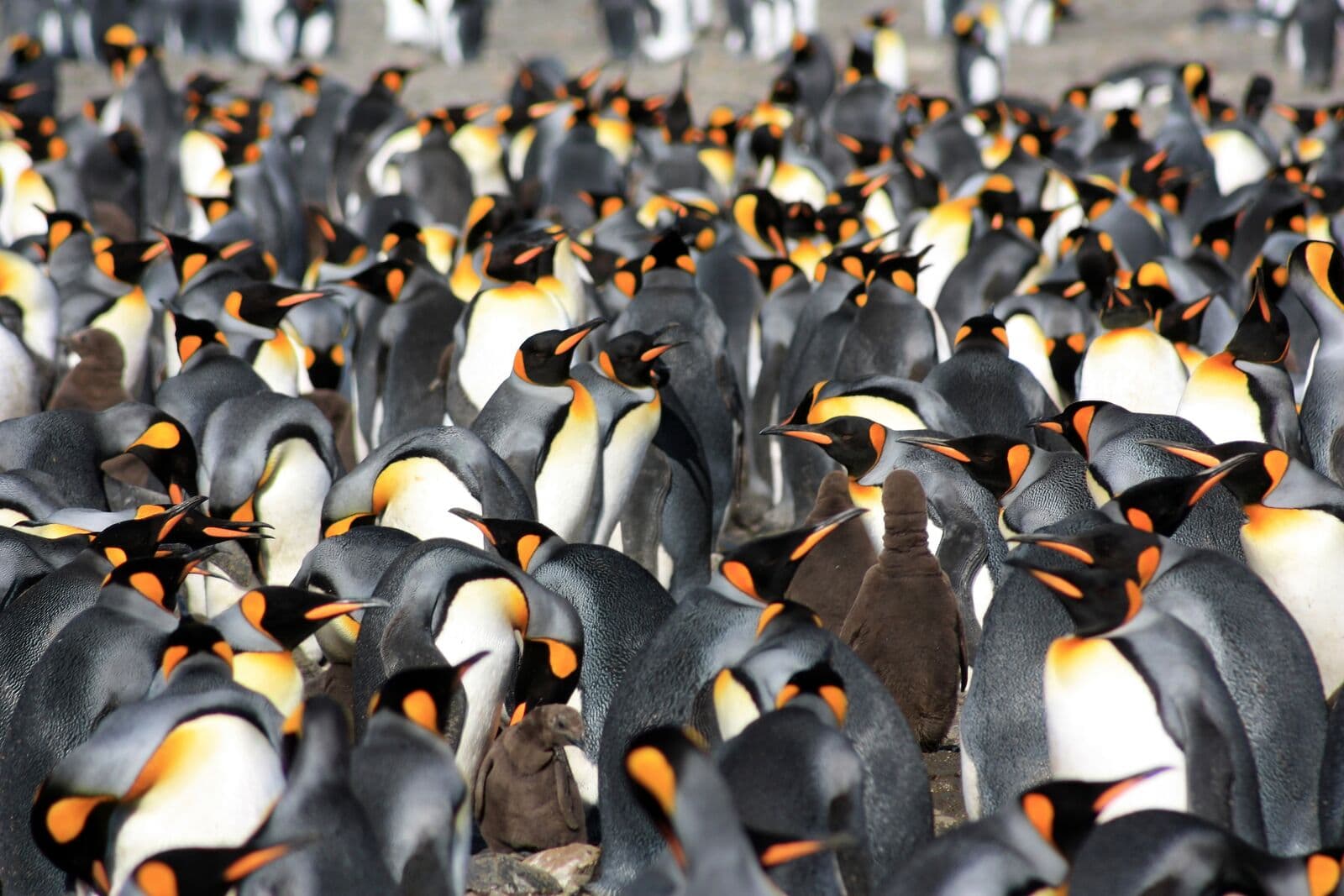 Tristan da Cunha Island